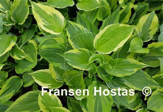 Hosta Christmas Eve